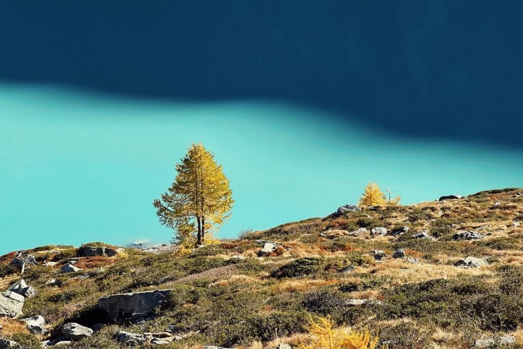 Matthias Maier | Stories | Week 42 2025 | Larch trees at Lake Mattmark
