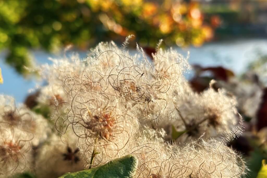 Matthias Maier | Stories | Week 43 2025 | Common clematis seeds