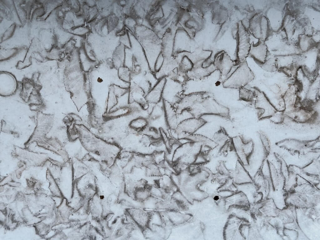 Matthias Maier | Foliage art made by nature