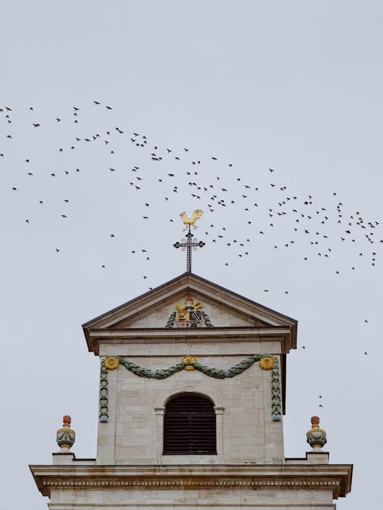 Matthias Maier | Bird migration