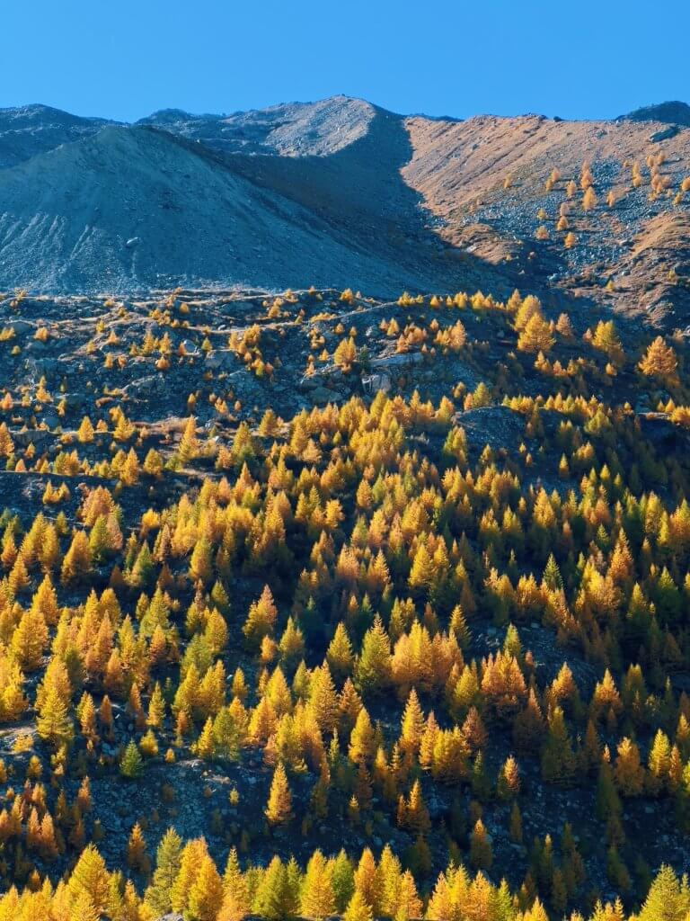 Matthias Maier | Larches in the low fall sun