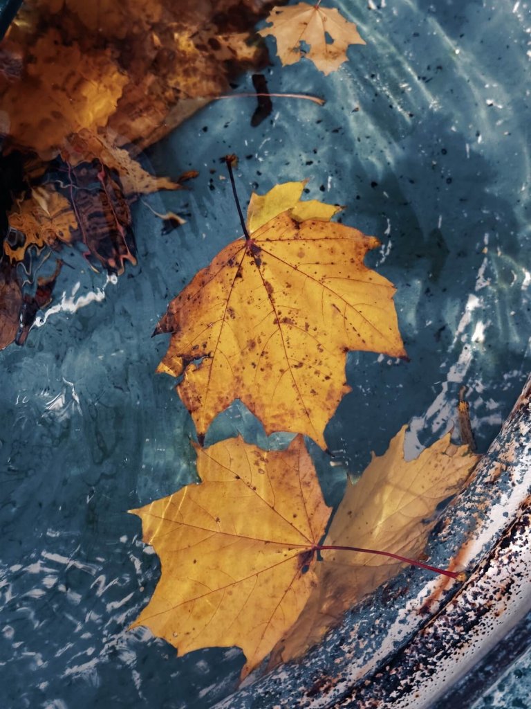 Matthias Maier | Drowned leaves