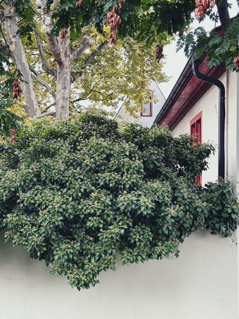 Matthias Maier | Ivy abundance