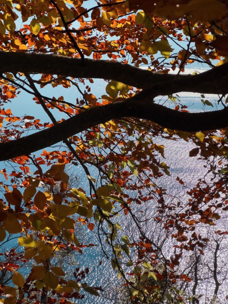 Matthias Maier | Through the fall trees