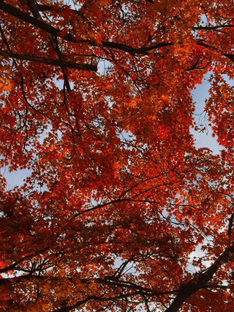 Matthias Maier | November red