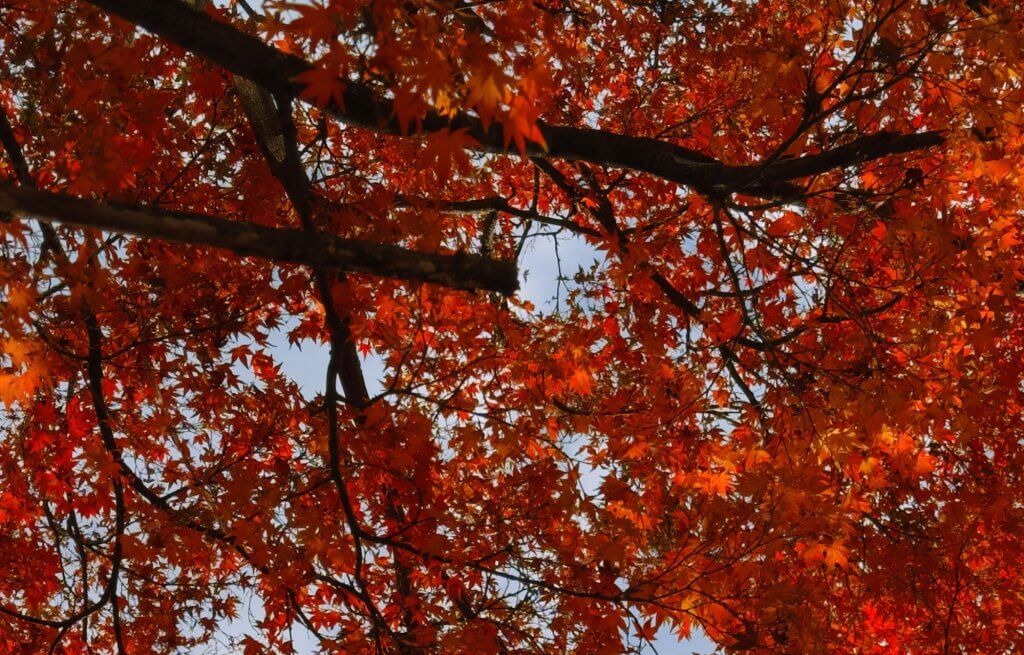 Matthias Maier | Stories | Week 46 2025 | November red