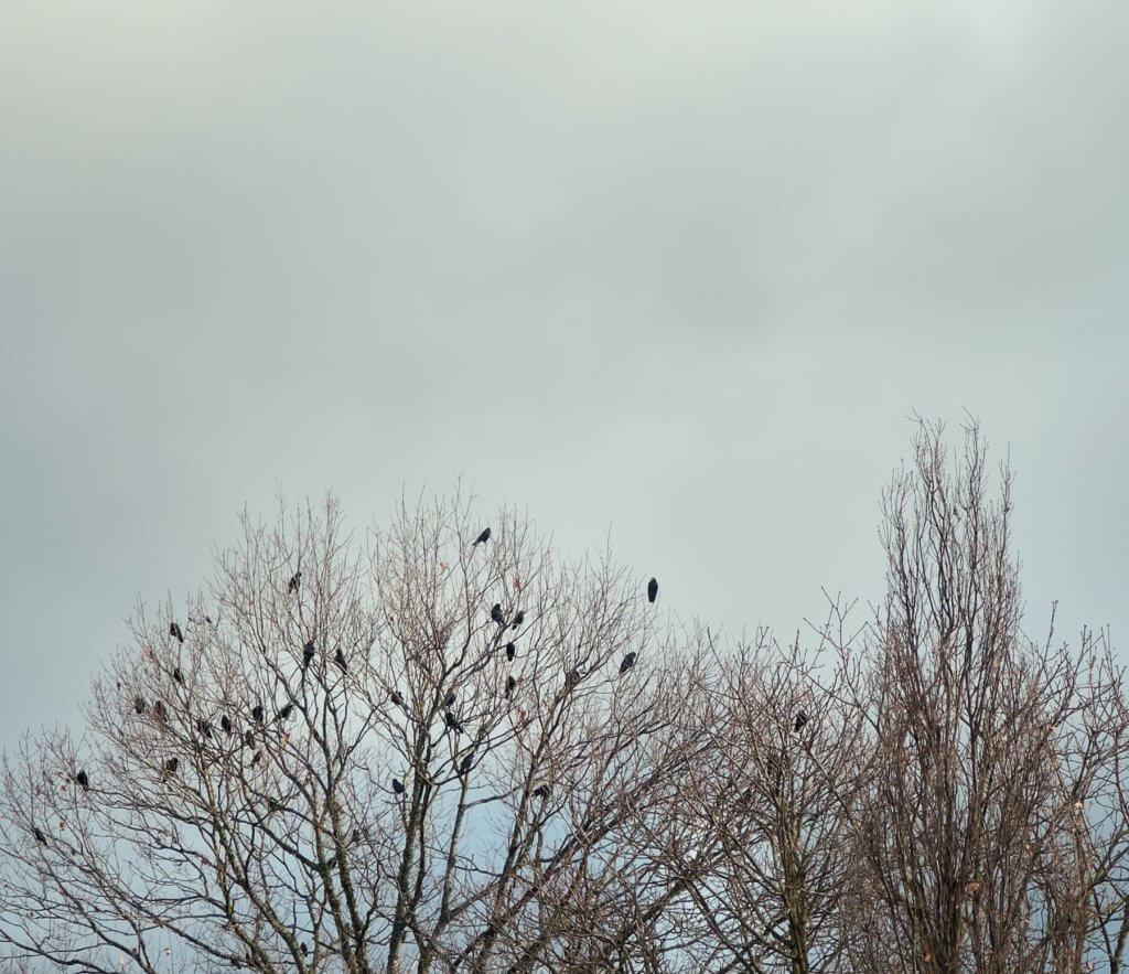 Matthias Maier | Stories | Week 47 2025 | Raven in a tree