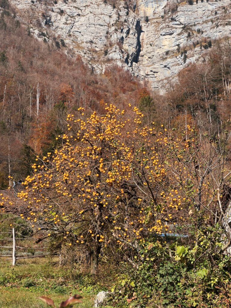 Matthias Maier | Khaki tree