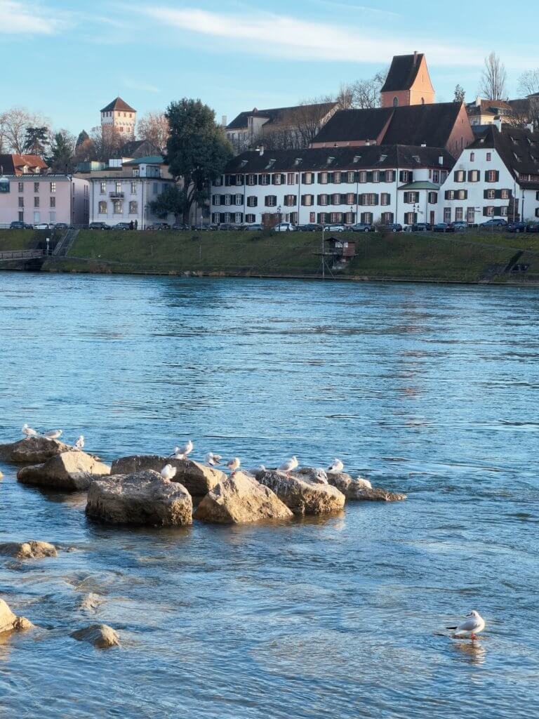 Matthias Maier | Sun bathing seaguls