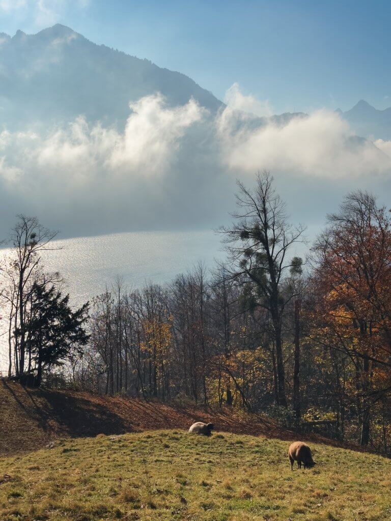 Matthias Maier | Sheep