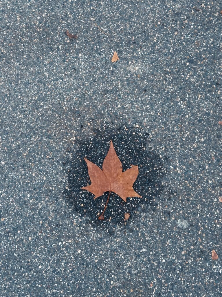 Matthias Maier | Leave on the ground