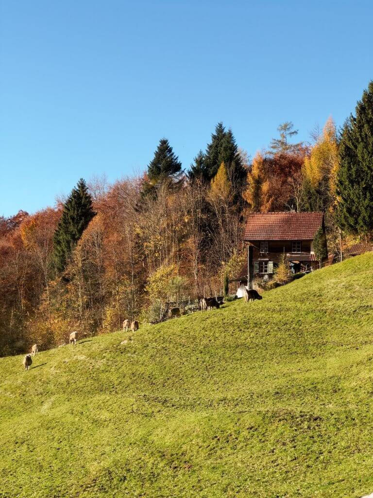 Matthias Maier | Little farm