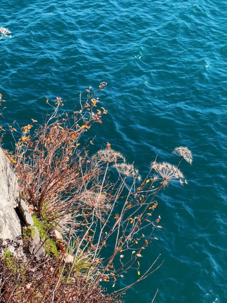 Matthias Maier | Lakeside flora