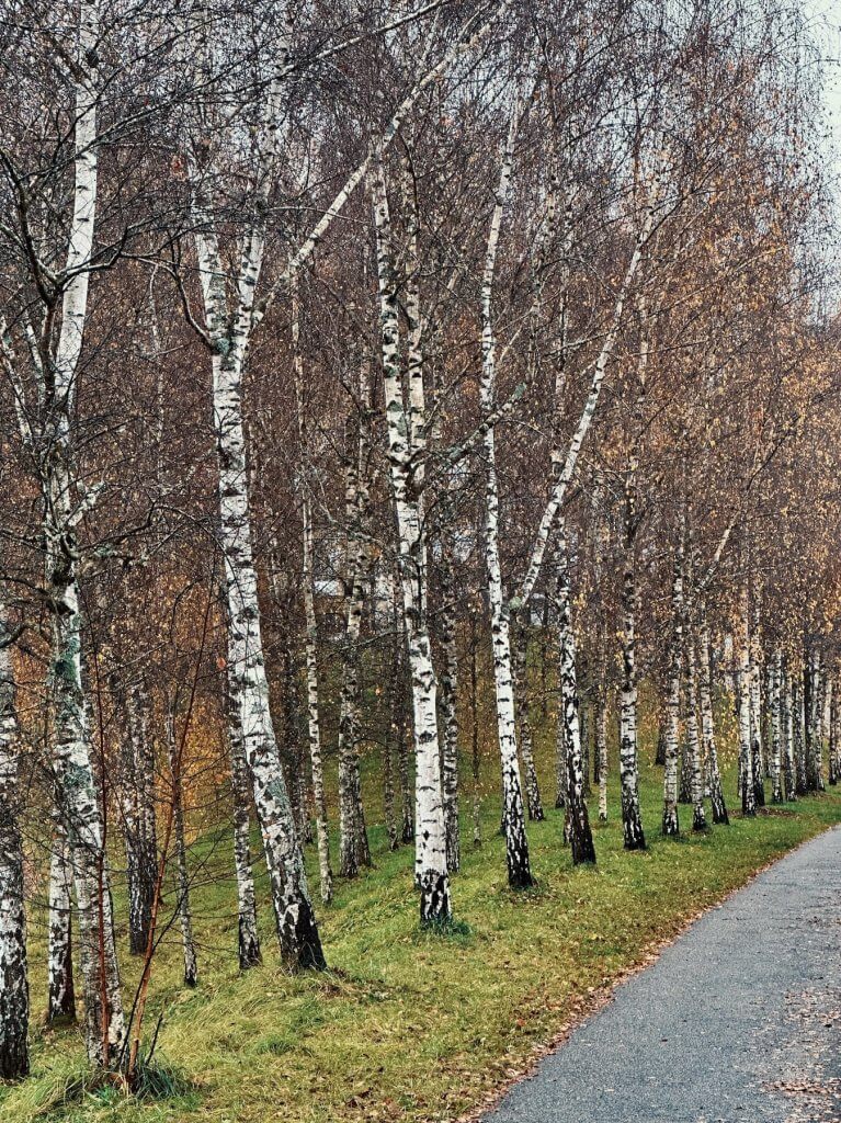 Matthias Maier | Birch grove