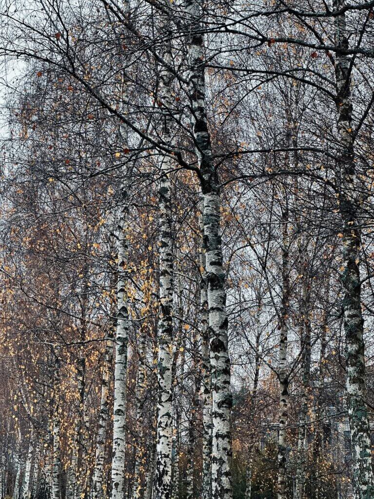 Matthias Maier | Birches