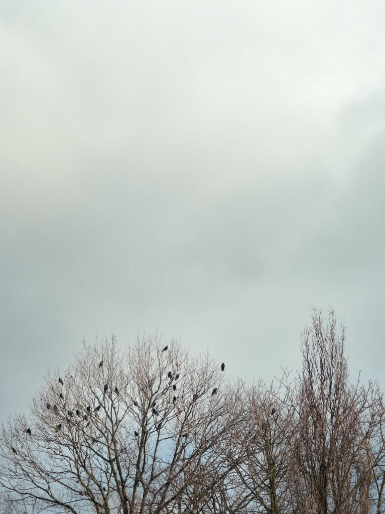 Matthias Maier | Crows