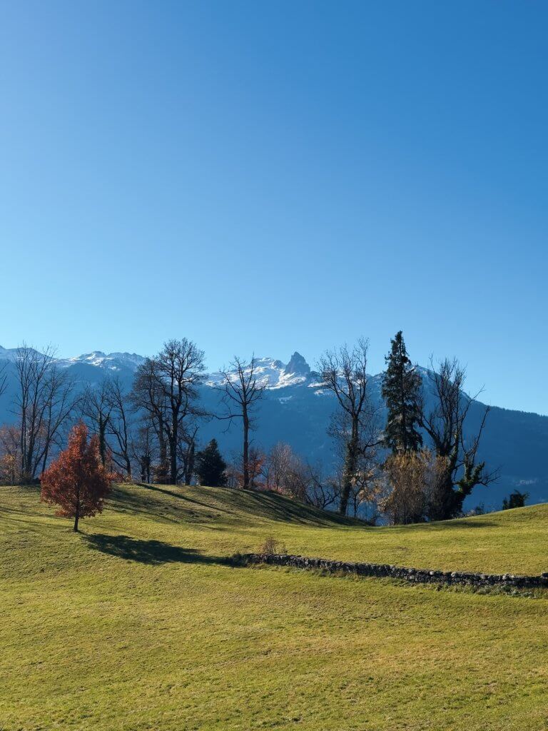 Matthias Maier | Fall pasture