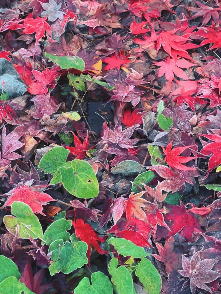 Matthias Maier | Color statement