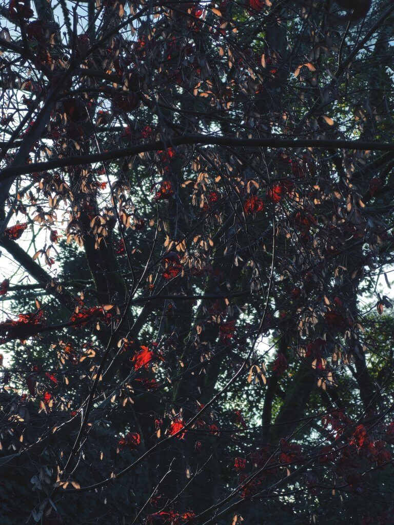 Matthias Maier | Color spots