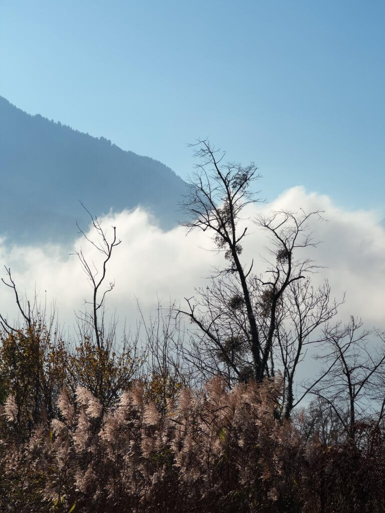 Matthias Maier | Reed and Misteltoe