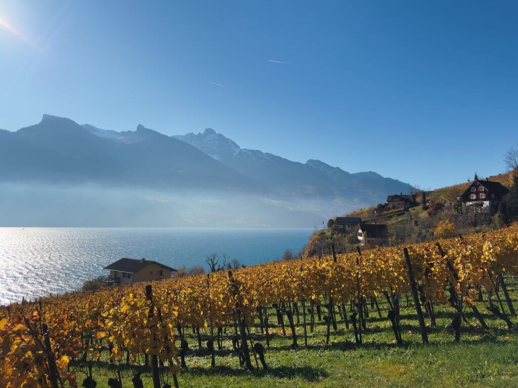 Matthias Maier | Vineyard