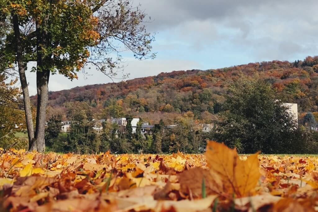 Matthias Maier | Stories | Week 44 2025 | Golden leaves on Kraftwerksinsel