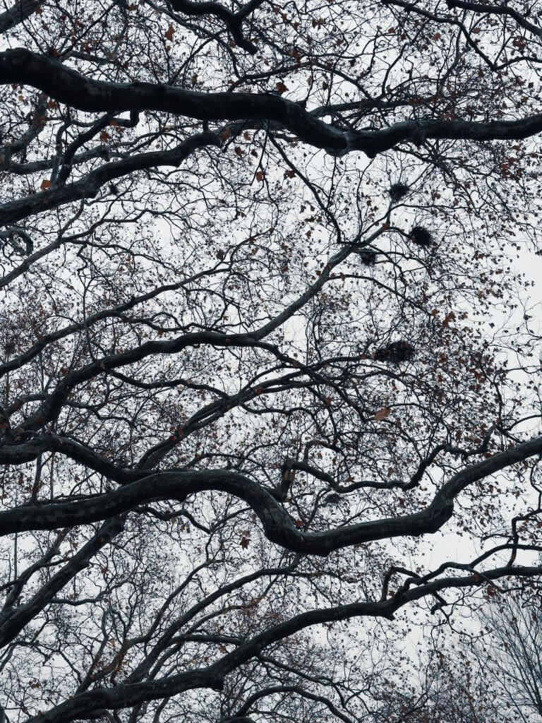 Matthias Maier | Sycamore trees