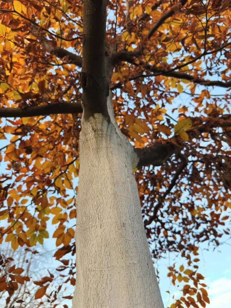 Matthias Maier | Last leaves