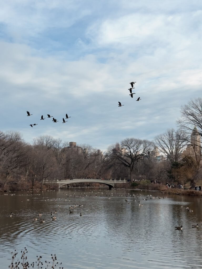 Matthias Maier | Geese reunion