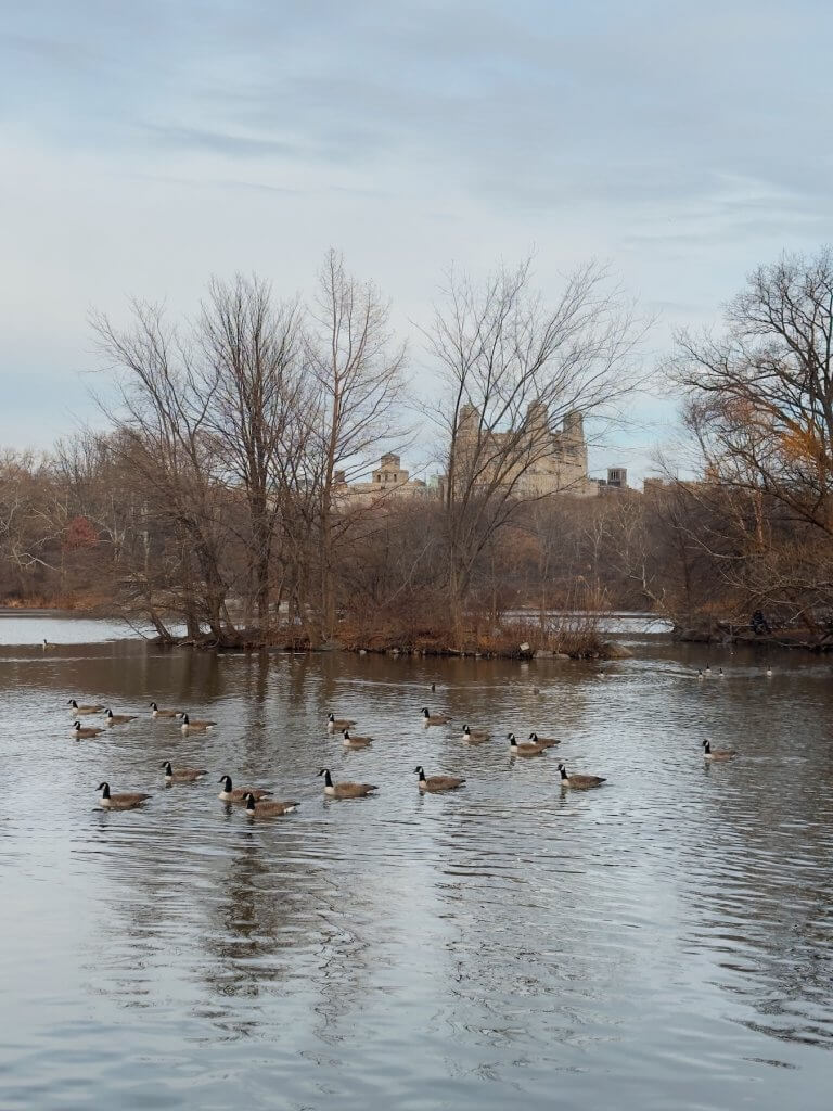 Matthias Maier | Lake island