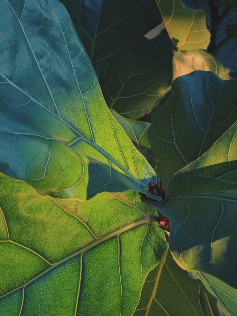 Matthias Maier | Fiddle-leaf fig