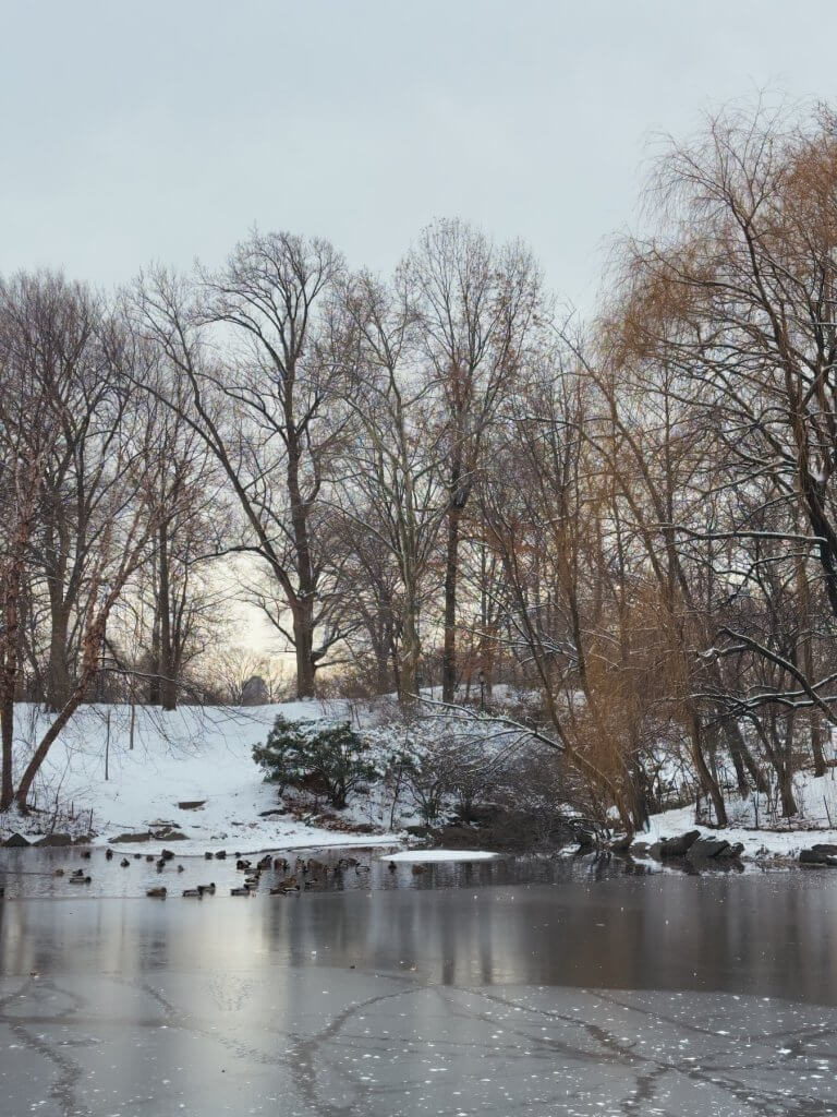 Matthias Maier | Ducks in the pool