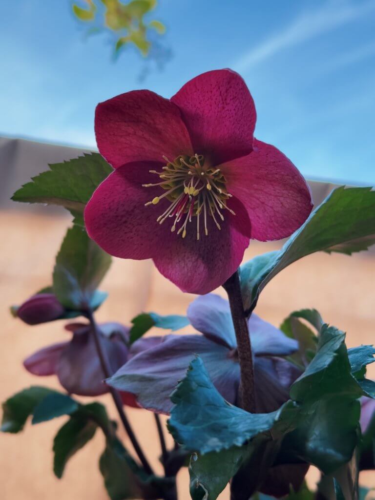 Matthias Maier | Christmas rose