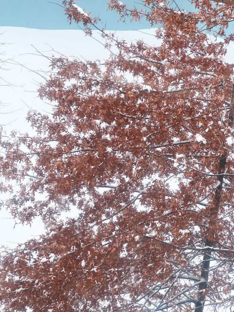 Matthias Maier | Winter leaves