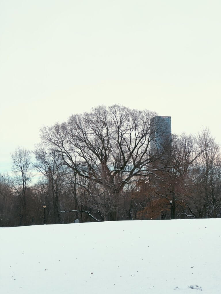 Matthias Maier | Snow covered hill in Central Park