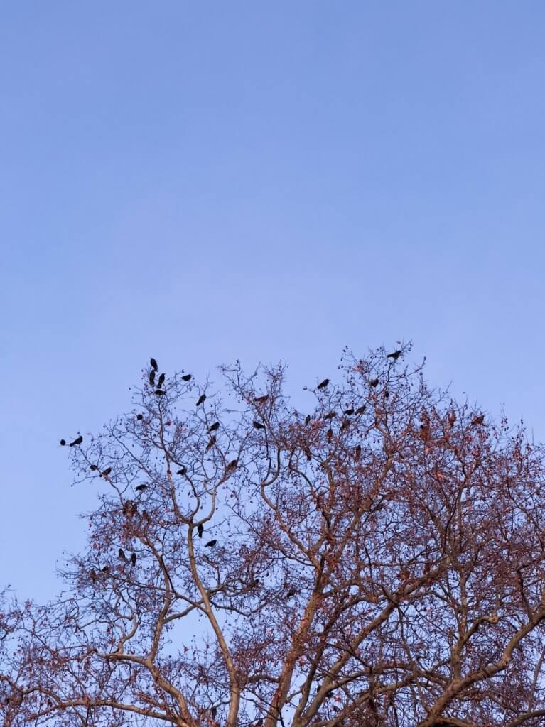 Matthias Maier | A flock of ravens in a tree