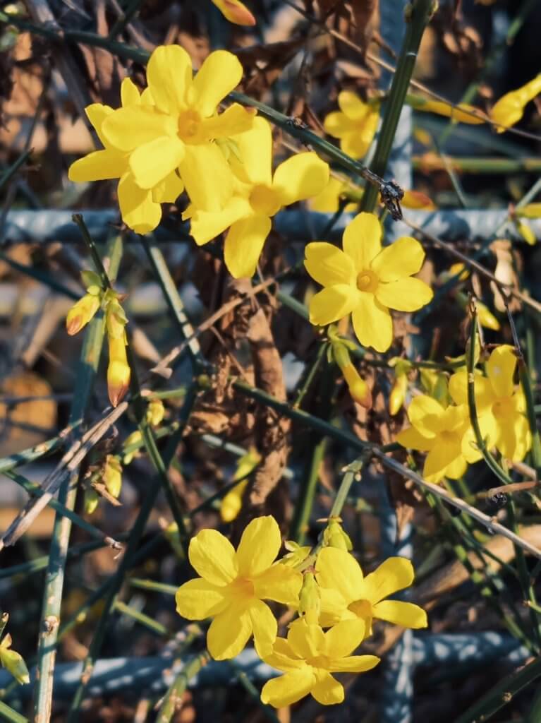 Matthias Maier | December blossoms