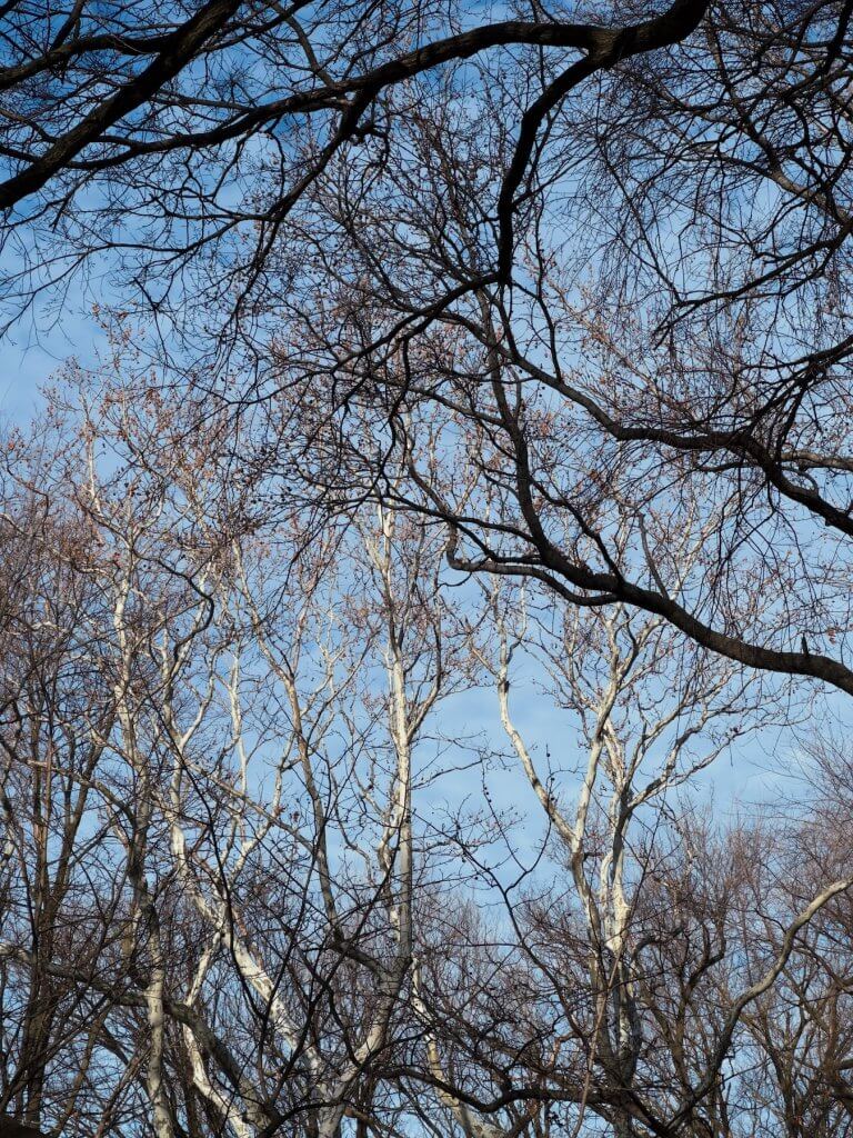 Matthias Maier | White trees