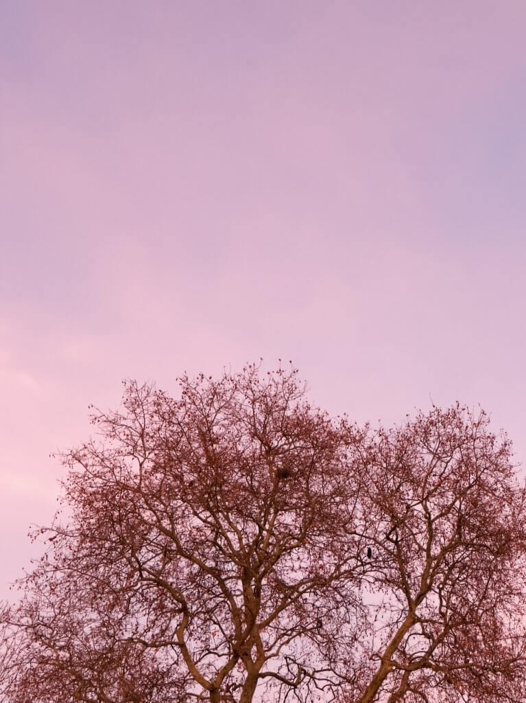 Matthias Maier | A raven in a tree
