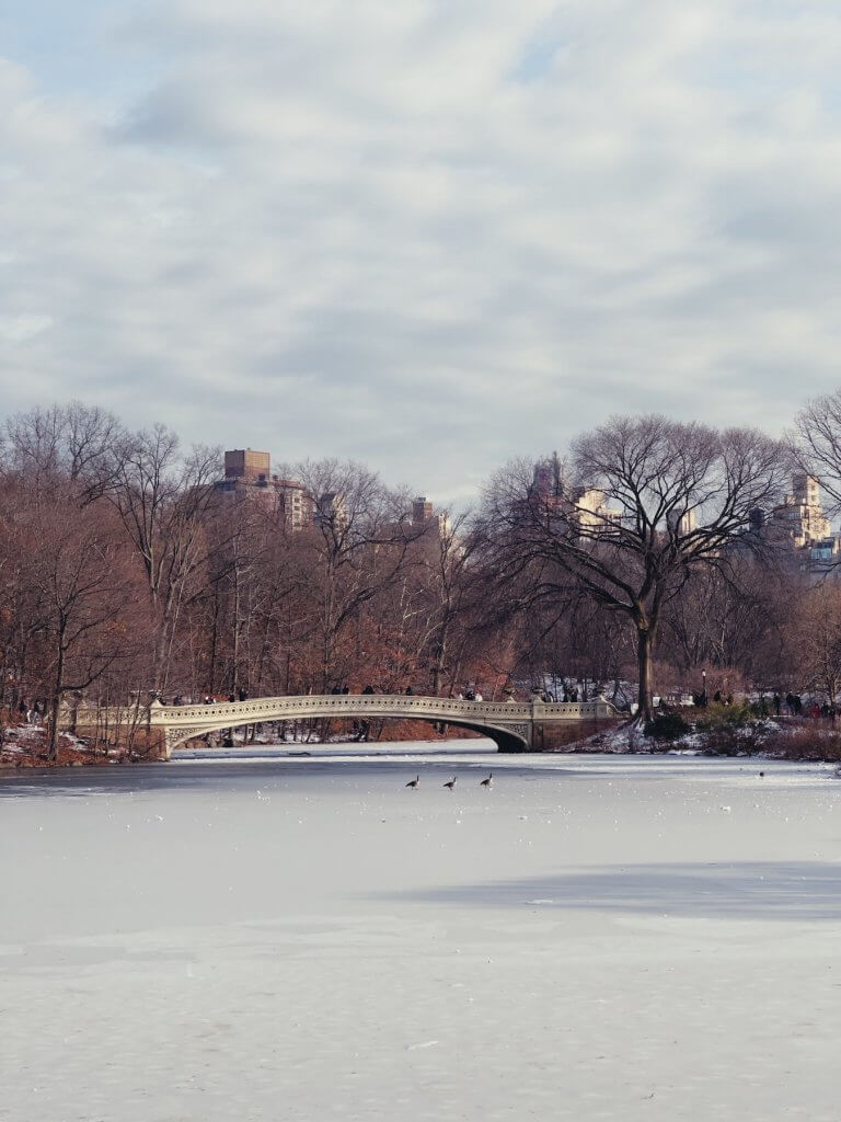 Matthias Maier | Three geese