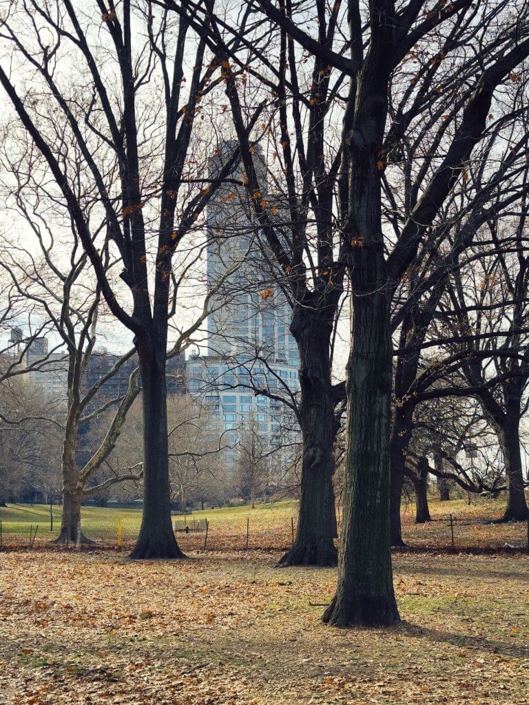Matthias Maier | Through the trees
