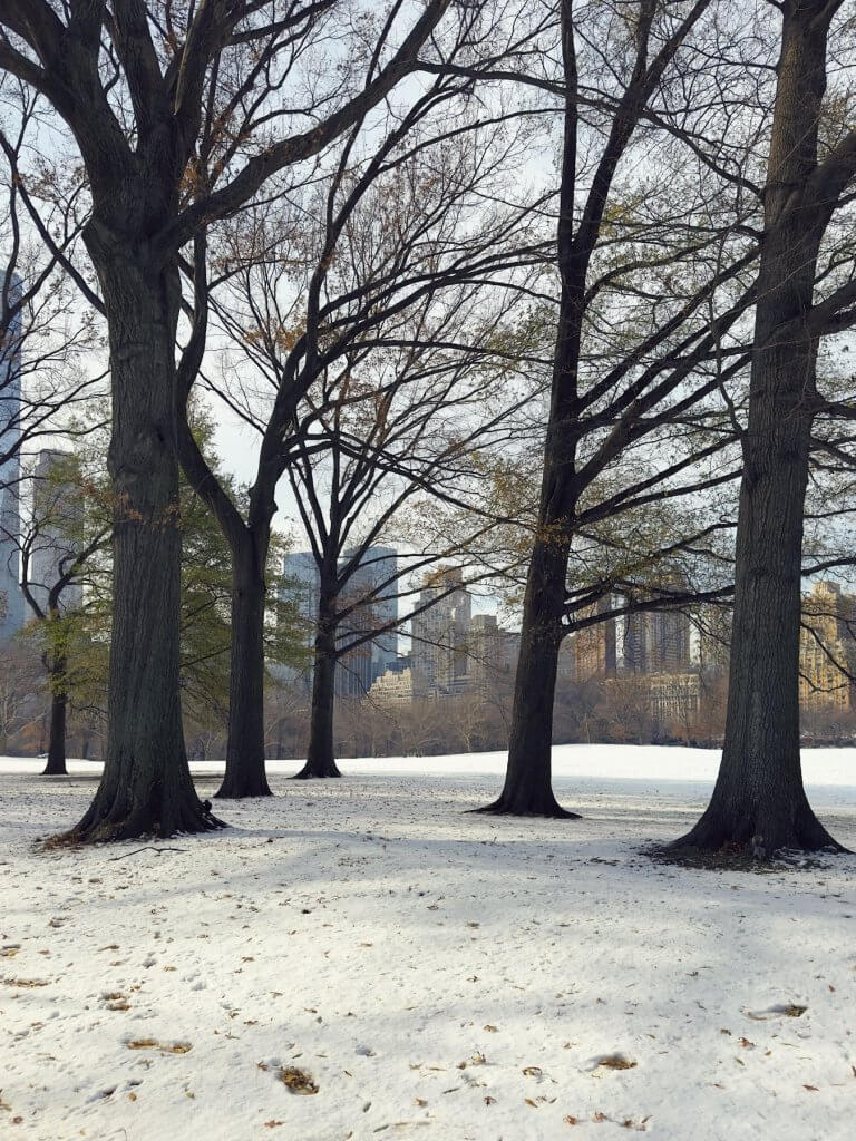 Matthias Maier | Through the trees