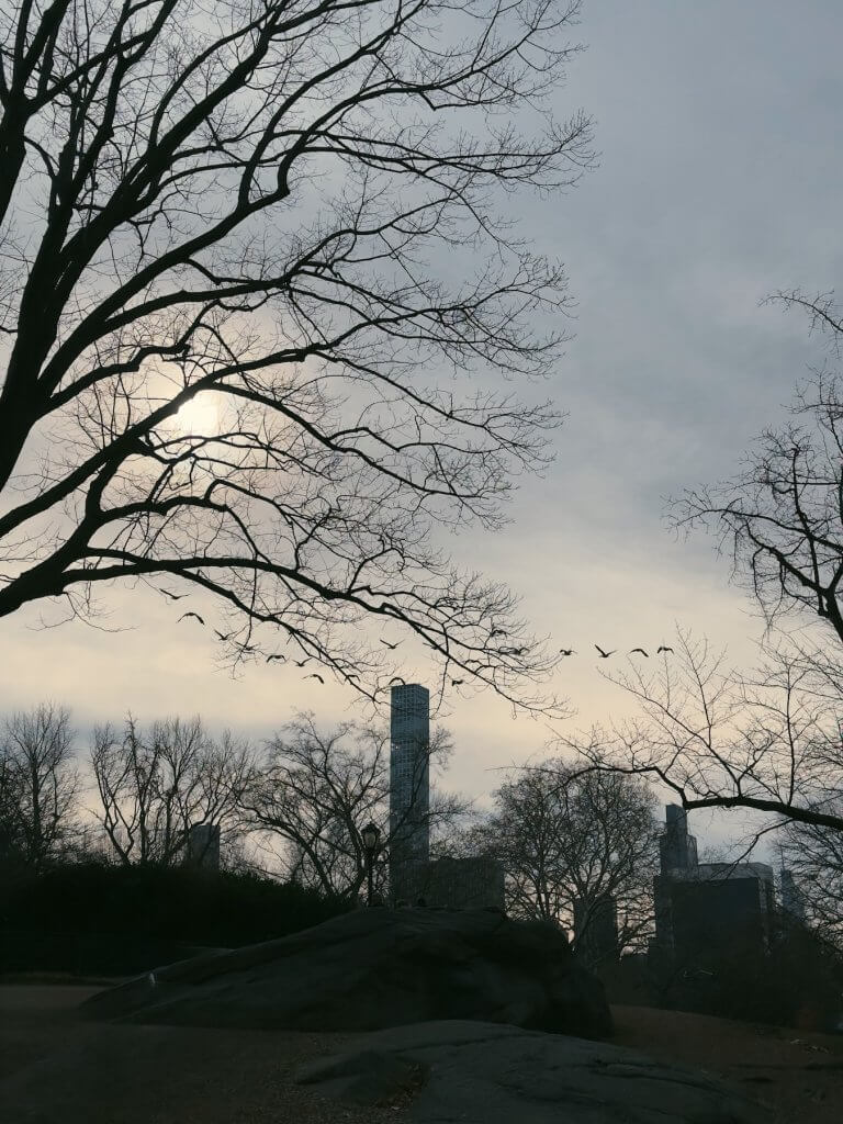 Matthias Maier | Central Park geese