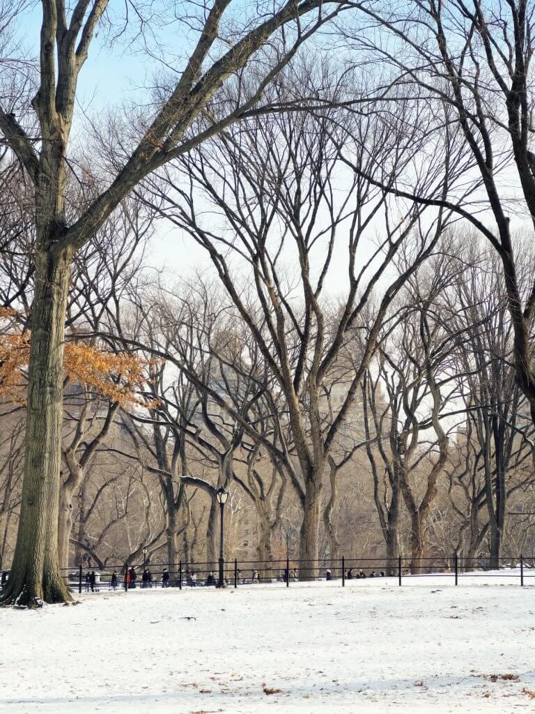 Matthias Maier | Central Park trees