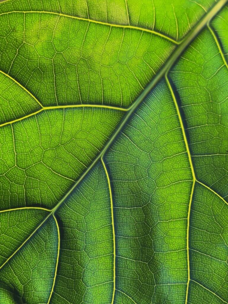 Matthias Maier | Lifelines